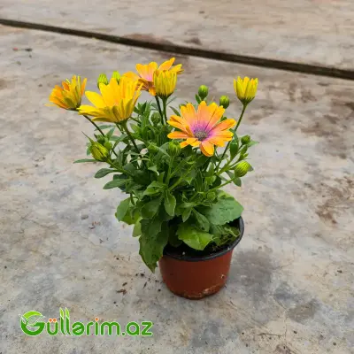 Osteospermum / Afrika Çobanyastığı (Osteospermum)