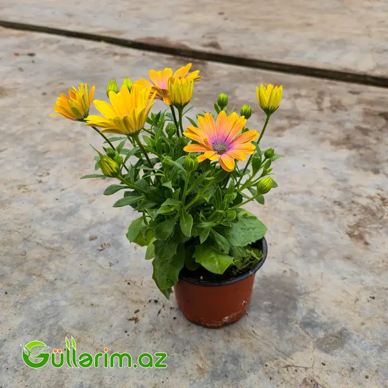 Osteospermum / Afrika Çobanyastığı (Osteospermum)