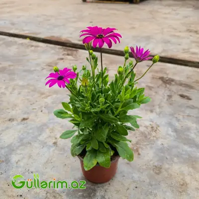 Osteospermum / Afrika Çobanyastığı (Osteospermum)