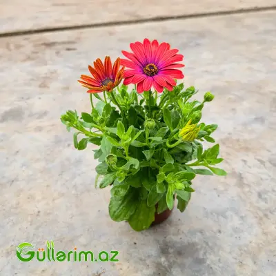 Osteospermum / Afrika Çobanyastığı (Osteospermum)