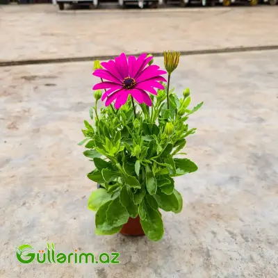 Osteospermum / Afrika Çobanyastığı (Osteospermum)