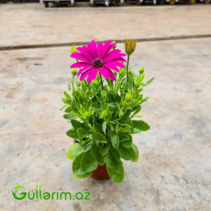 Osteospermum / Afrika Çobanyastığı (Osteospermum)