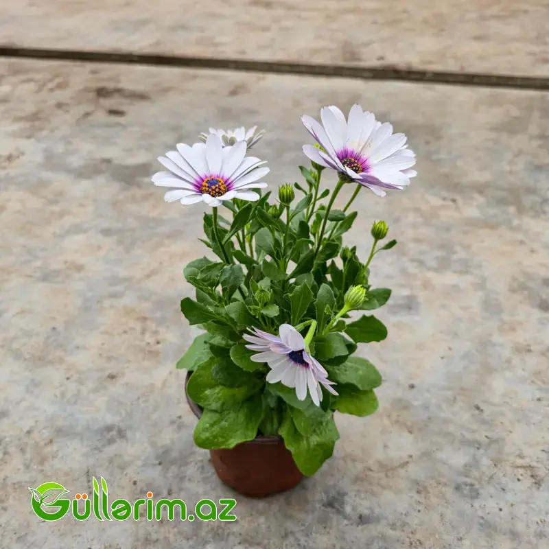 Osteospermum / Afrika Çobanyastığı (Osteospermum)