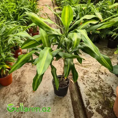 Drasena Massangeana / Limon Drasenası