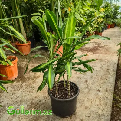 Drasena Massangeana / Limon Drasenası