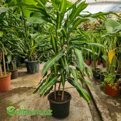 Drasena Massangeana / Limon Drasenası