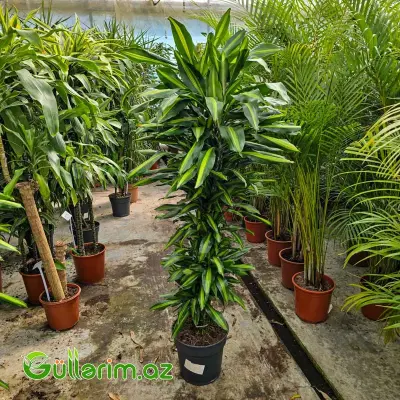Drasena Massangeana / Limon Drasenası