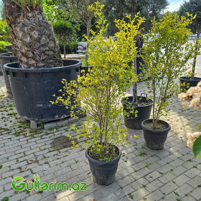 Pittosporum Tobira / Şan şan
