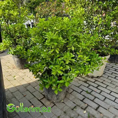 Pittosporum Tobira / Şan şan