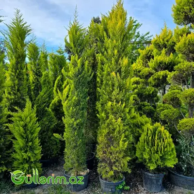 Leyland Sərvi (Cupressocyparis leylandii)