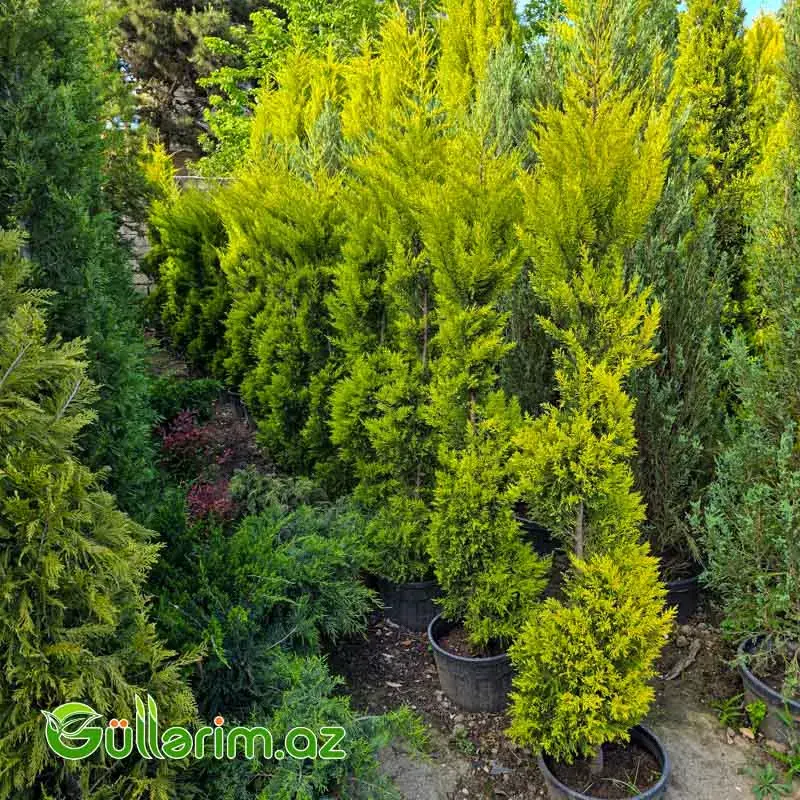 Leyland Sərvi (Cupressocyparis leylandii)
