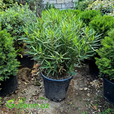 Oleandr / Zəqqum (Nerium oleander)