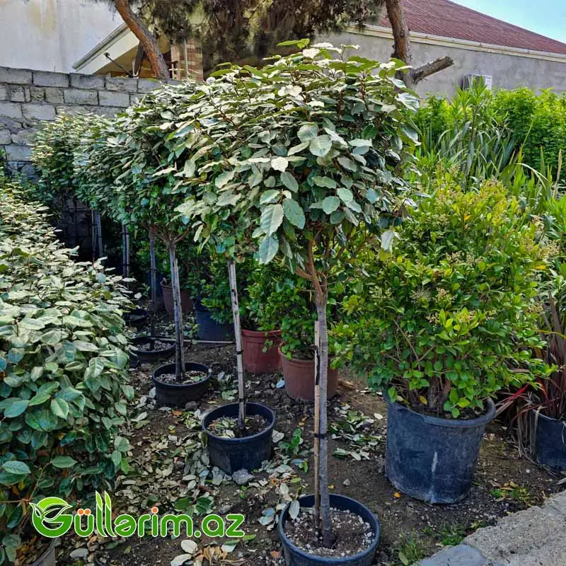 Eleaqnus / Gümüşü İydə (Elaeagnus x ebbingei)