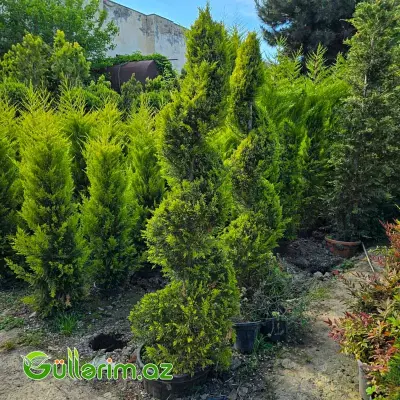Spiral Leyland Sərvi (Cupressocyparis leylandii "Spiral")