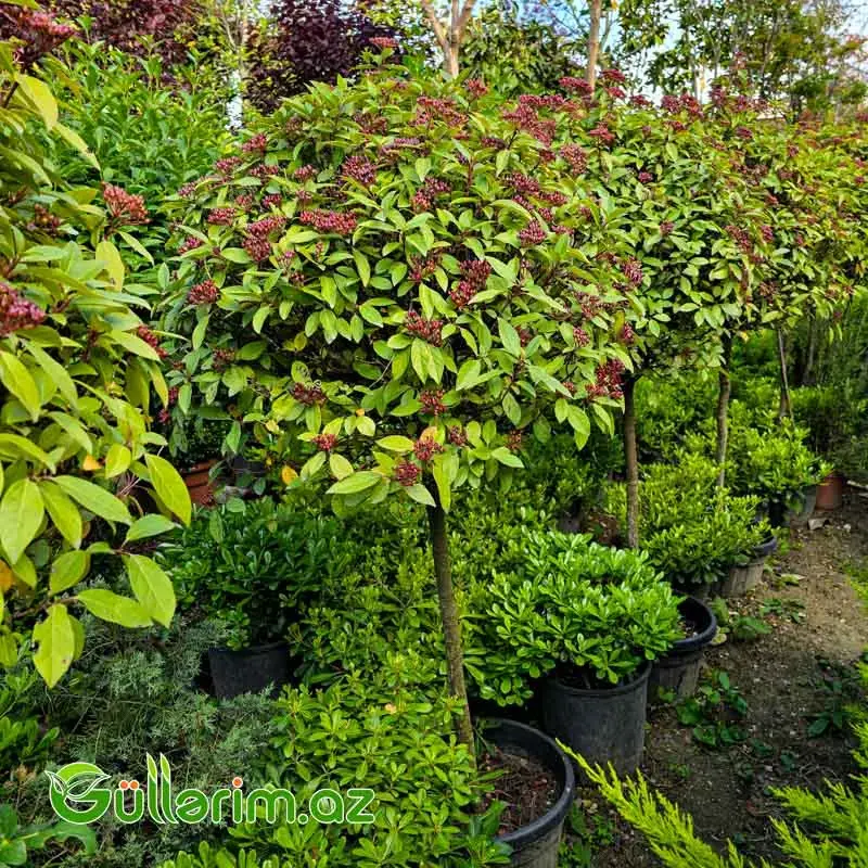 Ştamlı Viburnum Tinus / Gövdəli Kürə Viburnum