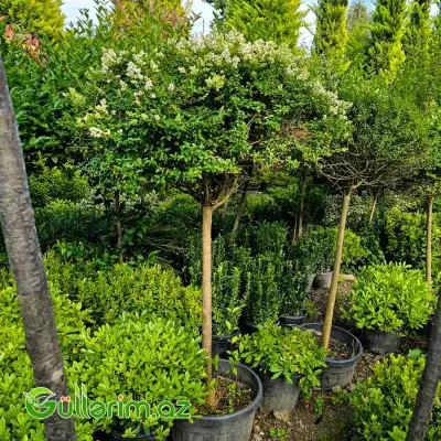 Ştamlı Biryüçin / Gövdəli Kürə Ligustrum