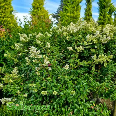 Ştamlı Biryüçin / Gövdəli Kürə Ligustrum