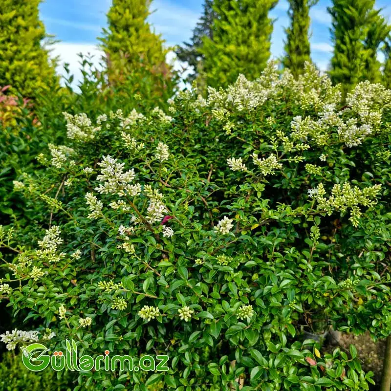 Ştamlı Biryüçin / Gövdəli Kürə Ligustrum
