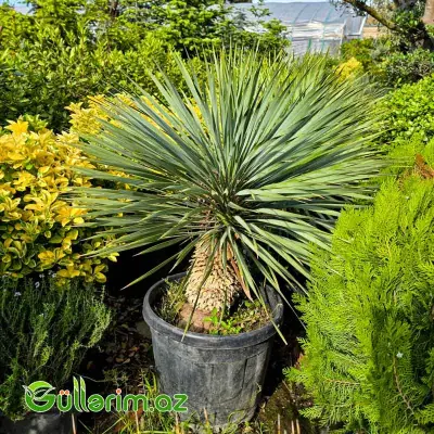 Yucca Rostrata / Mavi Yukka