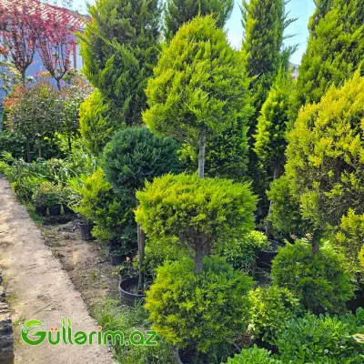 Çoxmərtəbəli Qızılı Sarv / Ponpon Leylandii