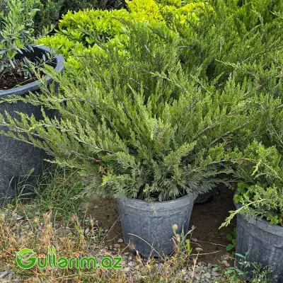 Yayılan Göy Ardıc / Mint Julep Ardıcı