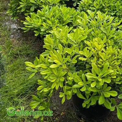 Pittosporum Tobira Nana / Cırtdan Pittosporum