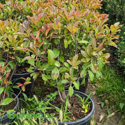 Qırmızı Fotiniya / Photinia "Red Robin"