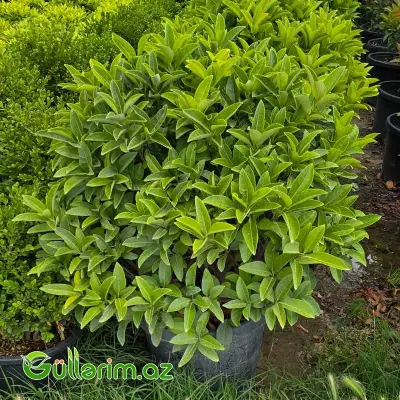 Pittosporum Tobira Nana / Cırtdan Pittosporum
