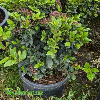 Defne Yarpaqlı Kartopu / Viburnum Tinus (Viburnum tinus)