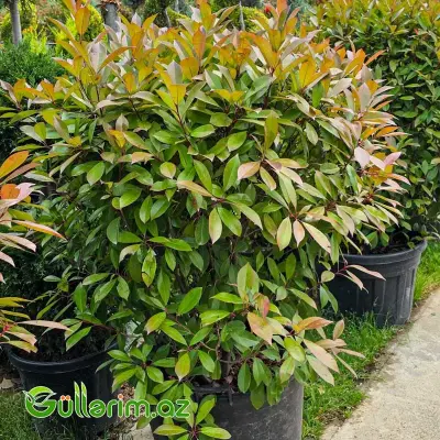 Qırmızı Fotiniya / Photinia "Red Robin"