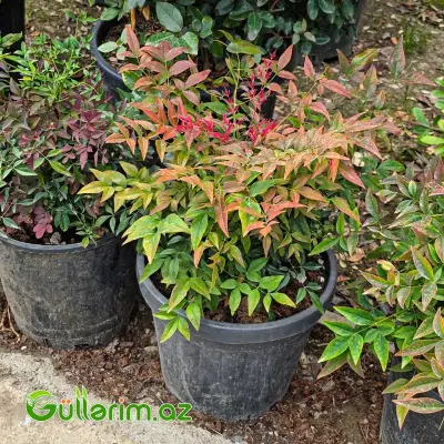 Nandina Domestika / Müqəddəs Bambuk (Nandina domestica)