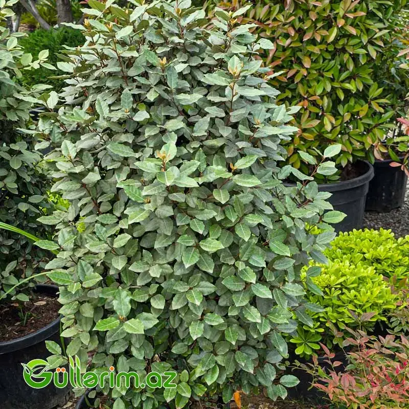 Gümüşü İydə Koli / Eleaqnus (Elaeagnus)