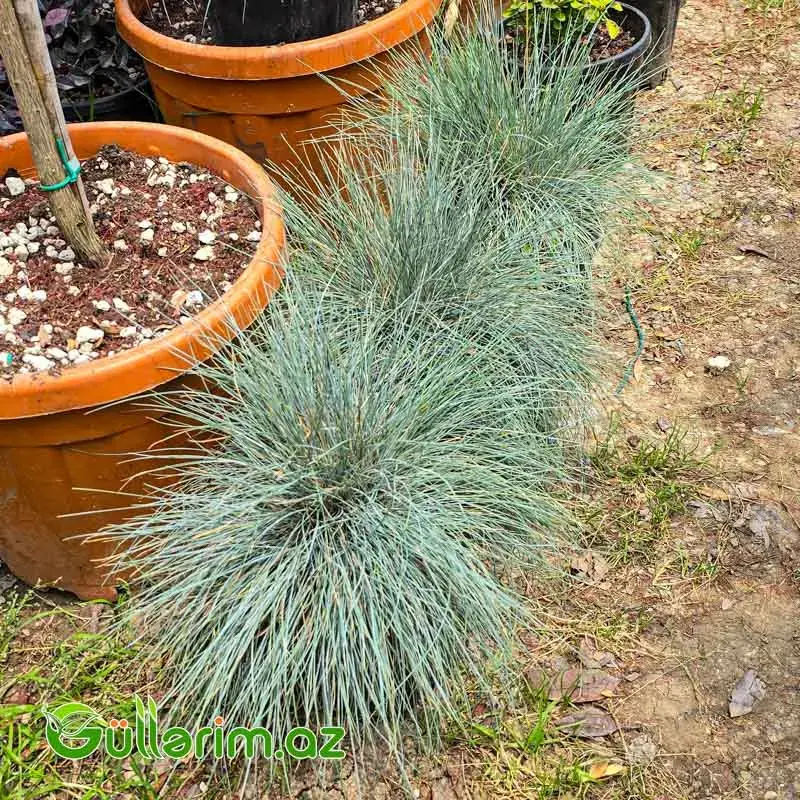 Mavi Festuka / Göy Qazon Otü (Festuca glauca)