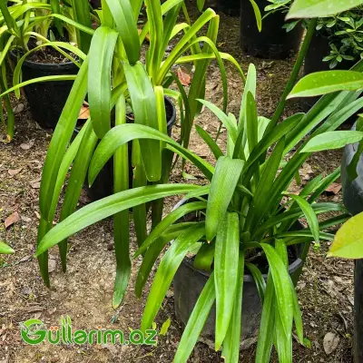 Aqapantus / Mavi Afrika Zanbağı (Agapanthus africanus)