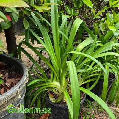 Aqapantus / Mavi Afrika Zanbağı (Agapanthus africanus)