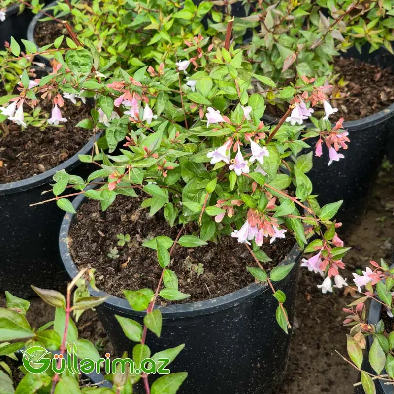İriçiçəkli Abeliya / Abeliya Kolu (Abelia x grandiflora)