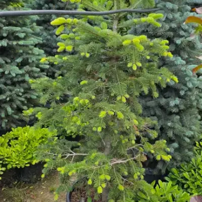 Mavi Yolka / Gümüşü Küknar (Picea pungens 'Glauca')