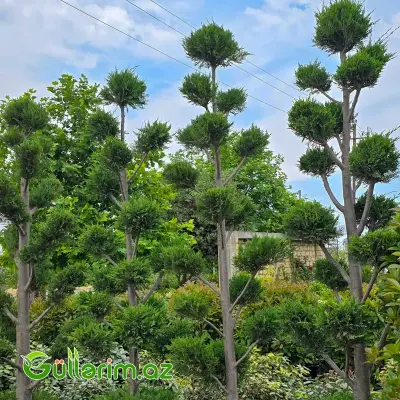 Niwaki / Bonsay Formalı Ardıc