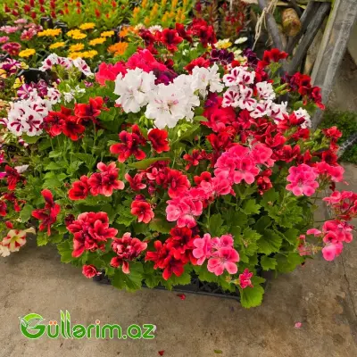 Kral Ətirşahı / İriçiçəkli Sardinya (Pelargonium grandiflorum)