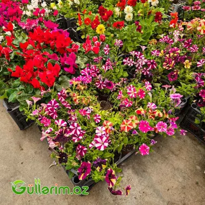 Ulduzlu Petuniya / Zolaqlı Petuniya (Petunia hybrid)