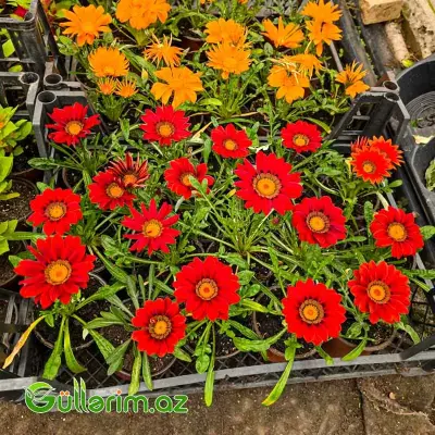 Qazaniya / Qızılı Papatya (Gazania rigens / Gazania)