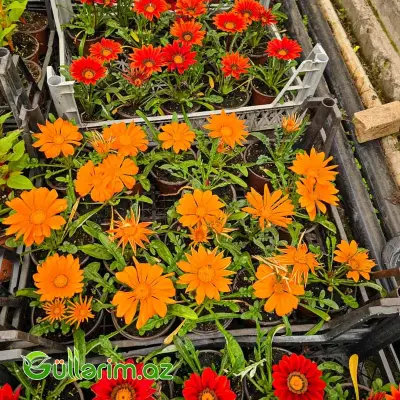 Qazaniya / Qızılı Papatya (Gazania rigens / Gazania)