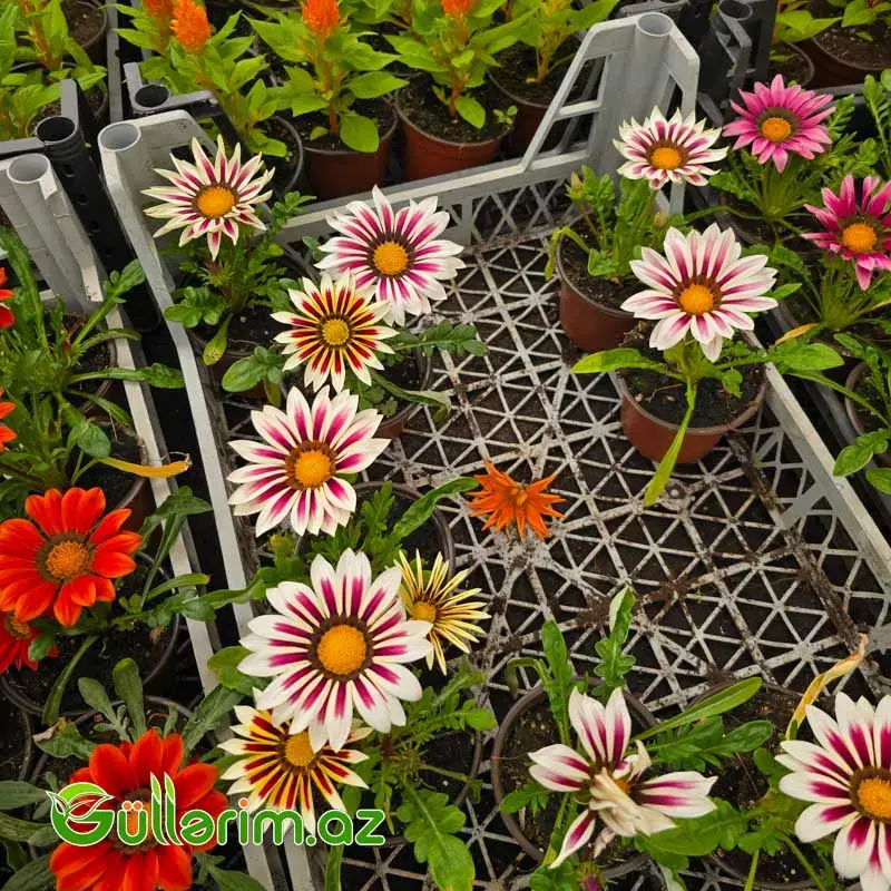 Qazaniya / Qızılı Papatya (Gazania rigens / Gazania)