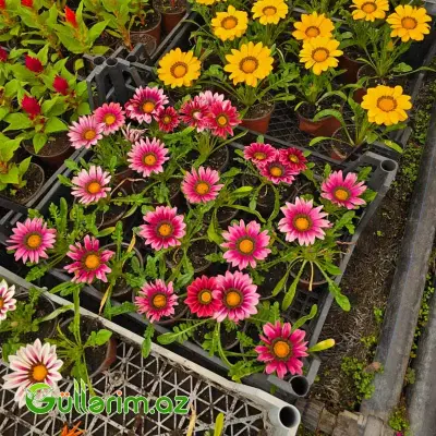 Qazaniya / Qızılı Papatya (Gazania rigens / Gazania)