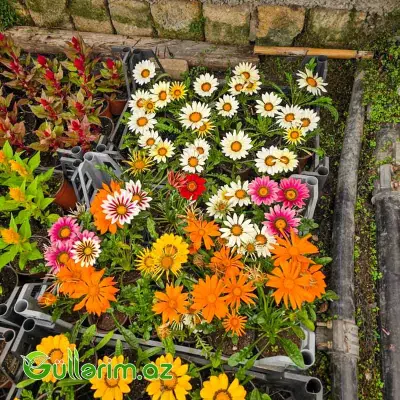 Qazaniya / Qızılı Papatya (Gazania rigens / Gazania)