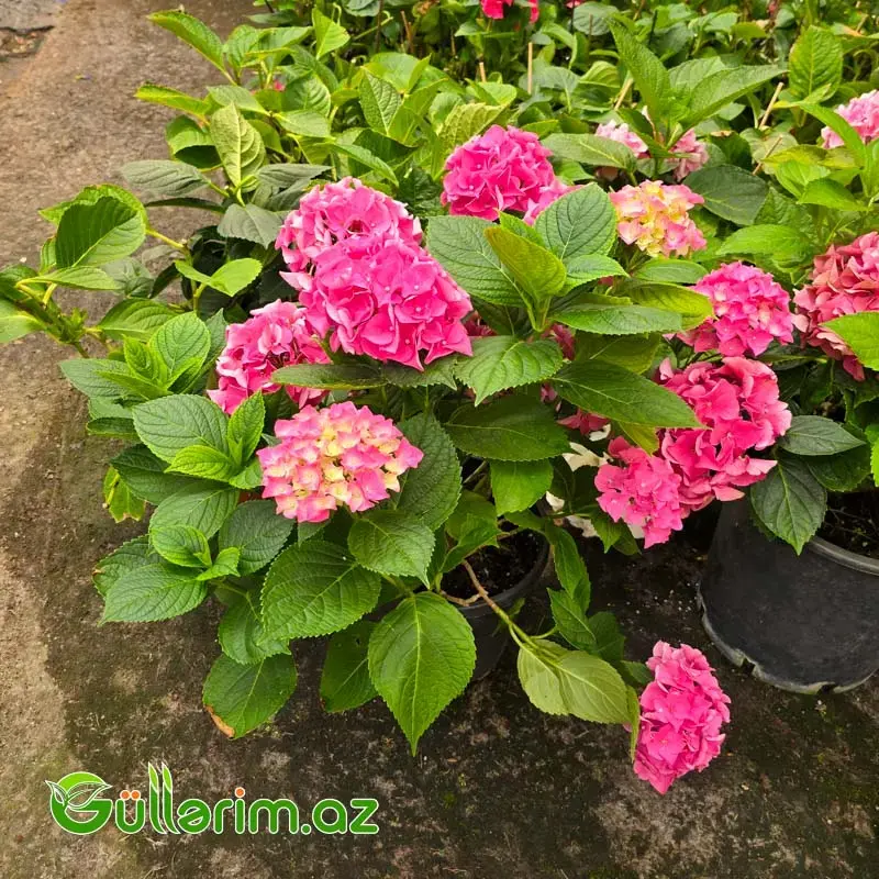 Hortensiya / Qortenziya (Hydrangea macrophylla)