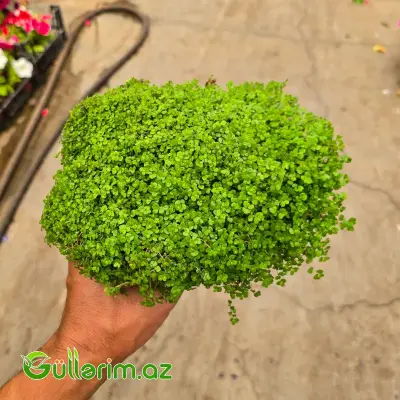 Soleyroliya / Mələk Göz Yaşları