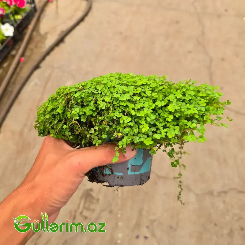 Soleyroliya / Mələk Göz Yaşları