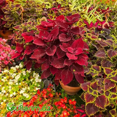 Kolyus / Gəlinxalatı (Plectranthus scutellarioides / Coleus)