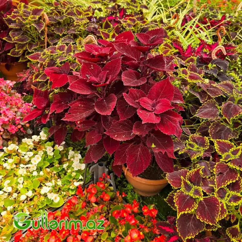 Kolyus / Gəlinxalatı (Plectranthus scutellarioides / Coleus)